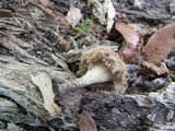 Lentinus bertieri image