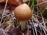 Inocybe praetervisa image