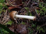 Inocybe praetervisa image