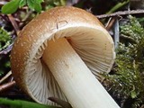 Inocybe praetervisa image
