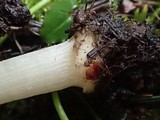 Inocybe praetervisa image