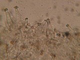 Inocybe praetervisa image