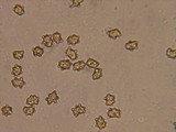 Inocybe praetervisa image