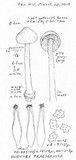 Inocybe praetervisa image