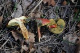 Boletus rubellus image