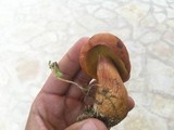 Boletus armeniacus image