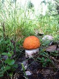 Leccinum albostipitatum image