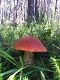 Leccinum vulpinum image