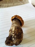 Leccinum versipelle image