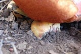 Boletus lupinus image