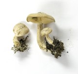 Clitocybe albirhiza image