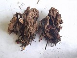 Thelephora palmata image