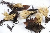Aphelaria tuberosa image