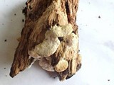 Gloeoporus dichrous image