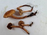 Tricholoma aurantio-olivaceum image