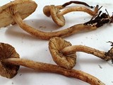 Tricholoma aurantio-olivaceum image