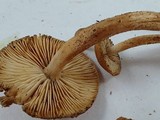 Tricholoma aurantio-olivaceum image