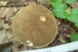 Boletus variipes image