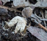 Geastrum quadrifidum image