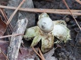 Geastrum quadrifidum image