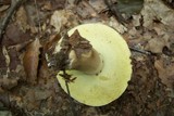Boletus variipes image