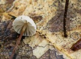 Marasmius quercophilus image