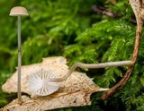 Roridomyces roridus image