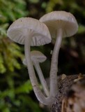 Roridomyces roridus image