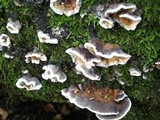 Bjerkandera adusta image