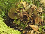 Otidea bufonia image