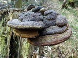 Ganoderma adspersum image