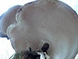 Ganoderma adspersum image