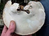 Ganoderma adspersum image
