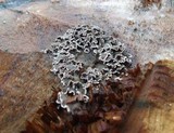 Bjerkandera adusta image