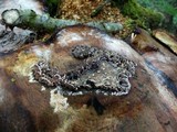 Bjerkandera adusta image