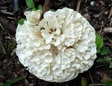 Hydnopolyporus palmatus image