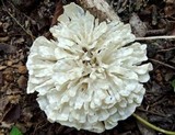 Hydnopolyporus palmatus image