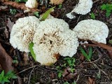 Hydnopolyporus palmatus image