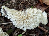 Hydnopolyporus palmatus image