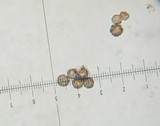Geastrum quadrifidum image