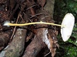 Leucocoprinus fragilissimus image