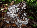 Ceratiomyxa fruticulosa var. fruticulosa image