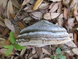 Fomes fasciatus image