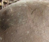 Fomes fasciatus image
