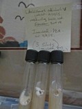 Fomitopsis officinalis image