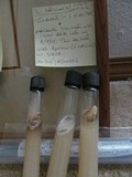 Fomitopsis officinalis image