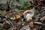 Cortinarius trivialis image