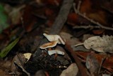 Gymnopus brassicolens var. brassicolens image