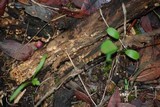 Sphaerobolus stellatus image