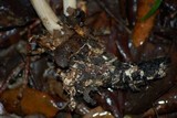 Megacollybia platyphylla image
